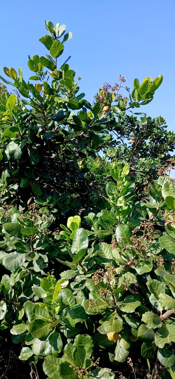 Cashew orchard in an agricultural landscape